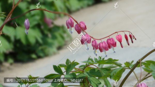 牡丹