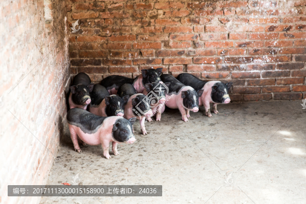 兩廣小花豬,豬仔