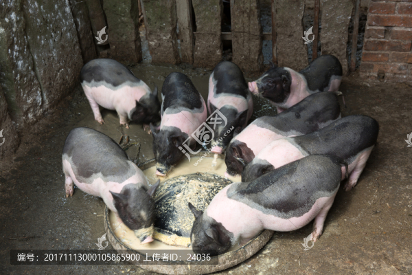 兩廣小花豬,豬仔