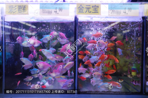 花鳥市場