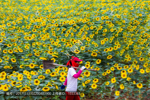 花田