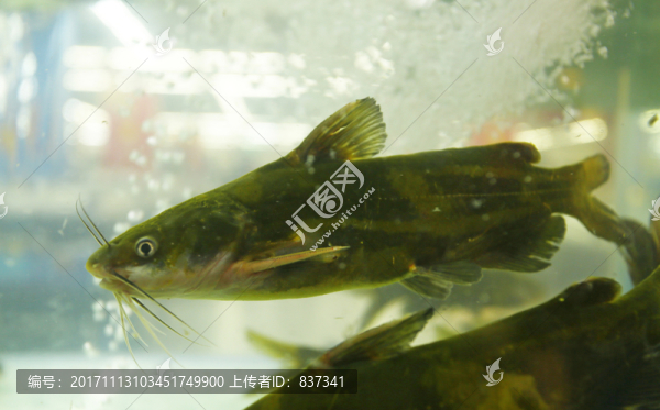 黃骨魚