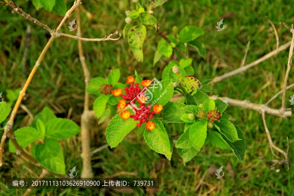 高雄市