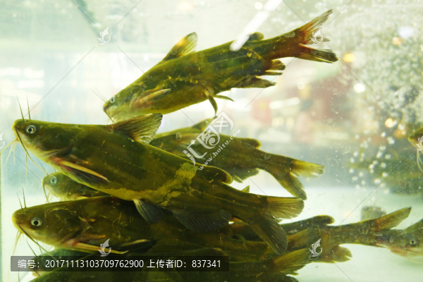 黃骨魚
