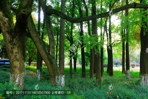 森林