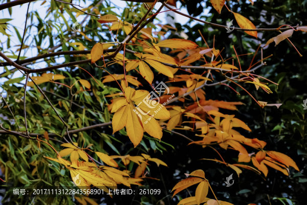 秋天風(fēng)景