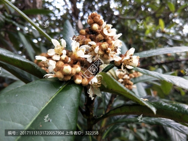 枇杷花