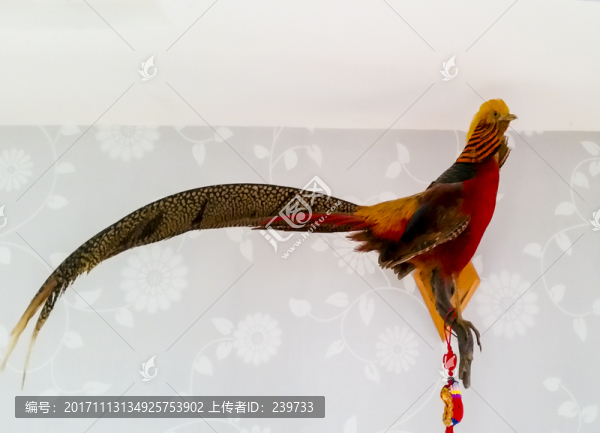 鳥標本