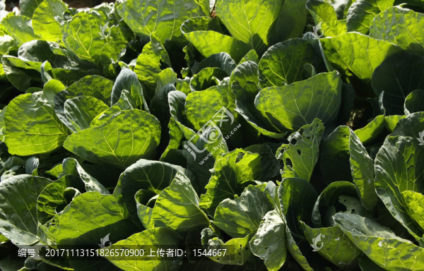 卷心菜,圓白菜