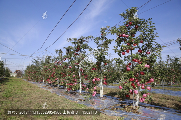 蘋果,攝影照片