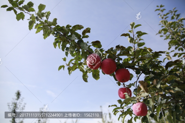 蘋果
