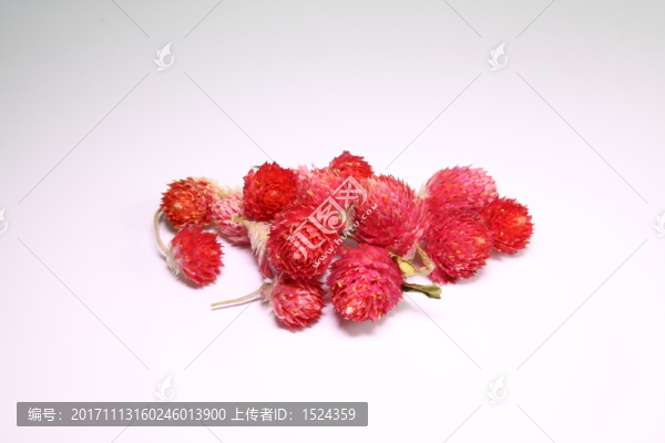 紅巧梅花茶