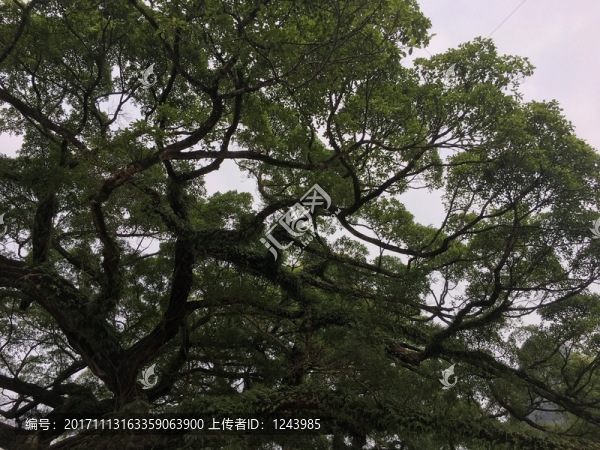 老樹