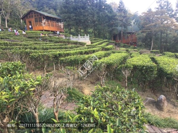 茶莊