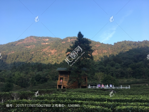茶莊