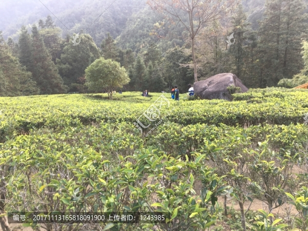 茶莊