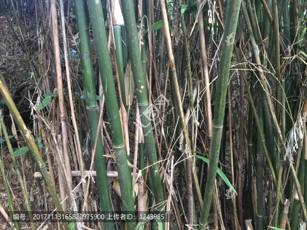 竹林