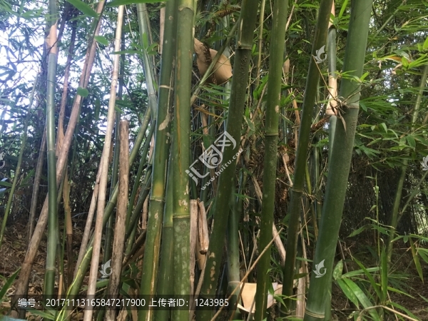 竹林