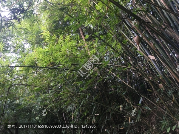 竹林