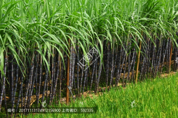 甘蔗地