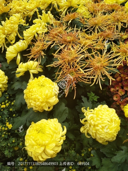 菊花