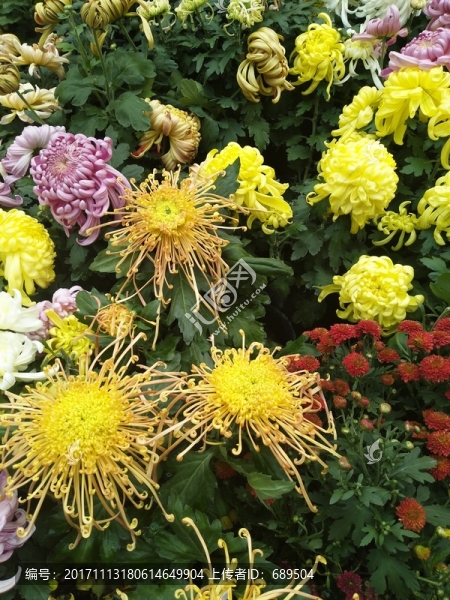 菊花