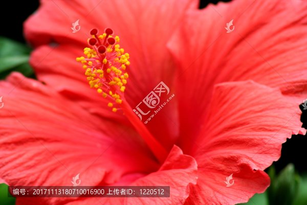 花園