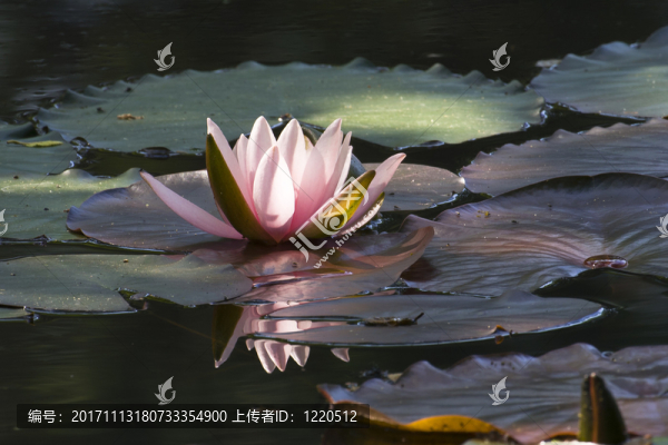 水百合