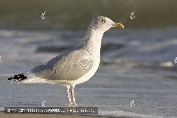 鯡魚鷗