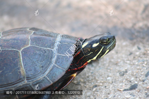 特寫鏡頭