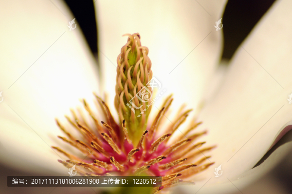 花萼