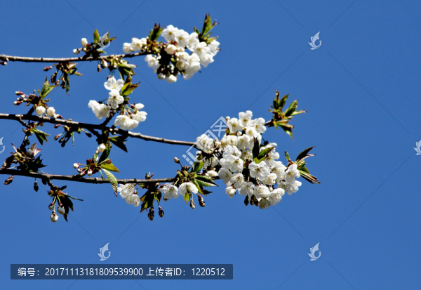 春季