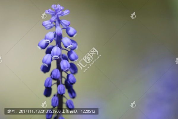 風信子