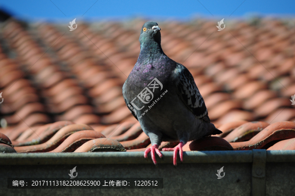 鴿