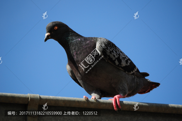 鴿