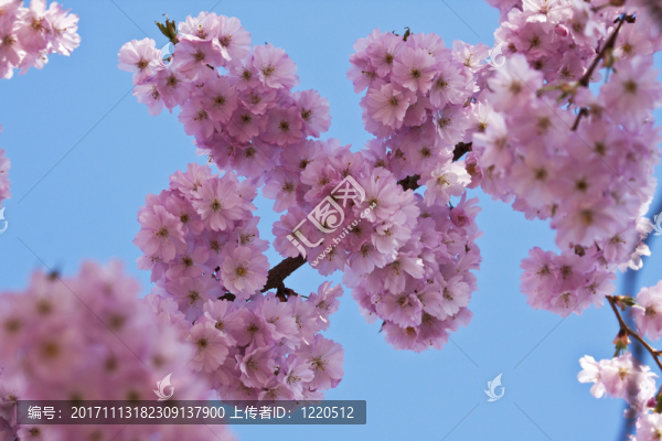 花，開(kāi)花