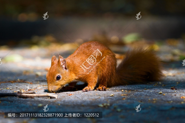 松鼠