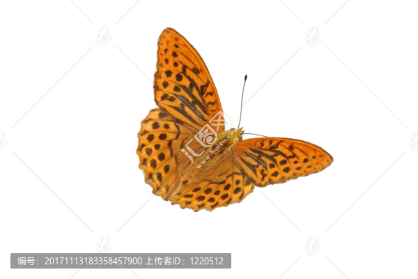 貝母（argynnis,paphia）