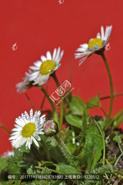 小花