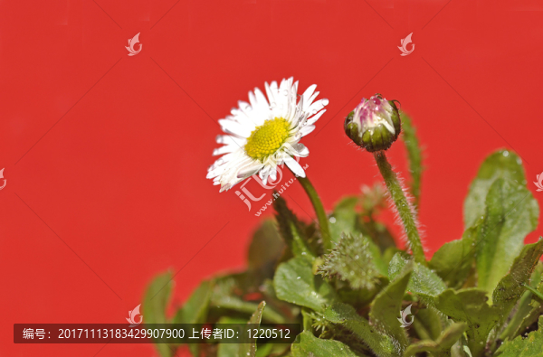 雛菊