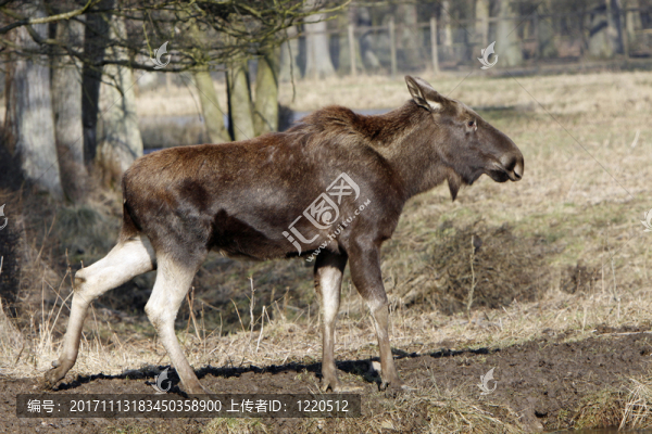 公牛