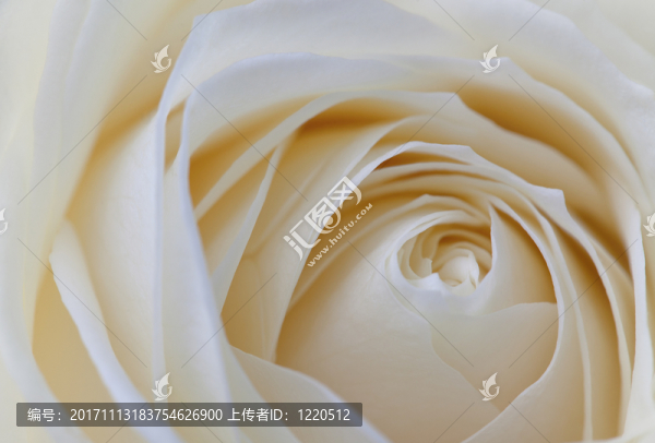 粉彩色玫瑰