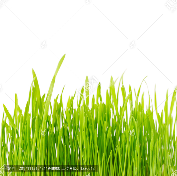 美麗的