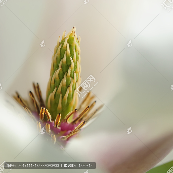 灌木