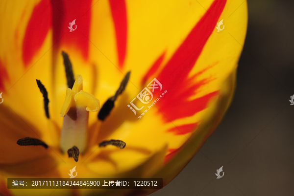 郁金香