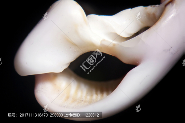 蝸牛殼