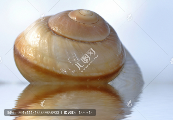蝸牛殼