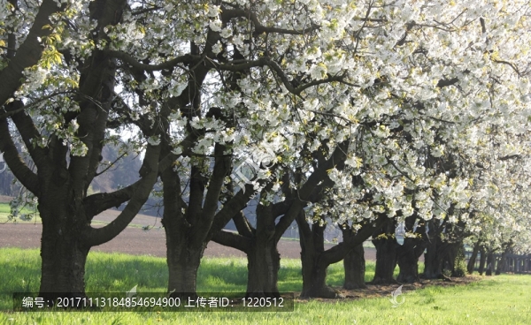 櫻桃大道。