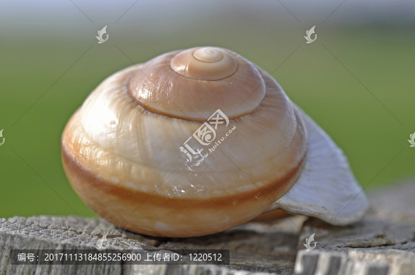 殼