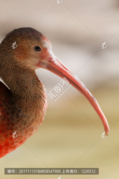 無名稱